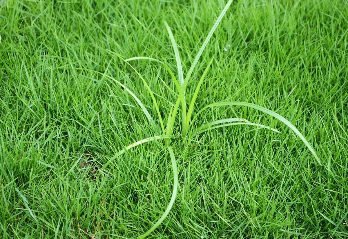 Winning the War on Nutsedge: Sedgehammer & Empero Nutsedge Killer